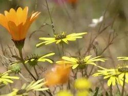 MS R/F Shot of Yellow and orange Namaqualand daisies moving in breeze / Namaqualand, Northern Cape, South Africa Stock Footage