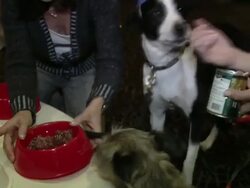 Evanger's Presents 'Passover Seder For Dogs' Hosted By Dog News Daily Stock Footage