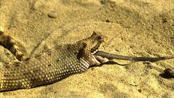 A snake slowly swallows a mouse. Stock Footage