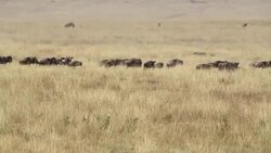 Great Wildebeest Migration in Kenya Stock Footage