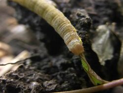 Caterpillar Stock Footage