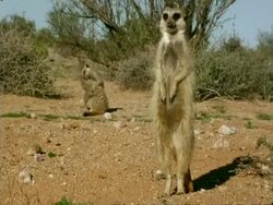 Meerkats (Suricata suricatta) playing behind adult, Namaqualand, South Africa Stock Footage