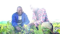 Lens flare as African Organic Farmers discuss crop Stock Footage