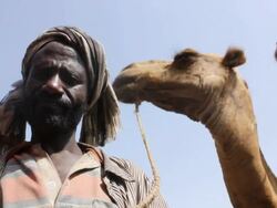 Owner and camel at camel fair Stock Footage