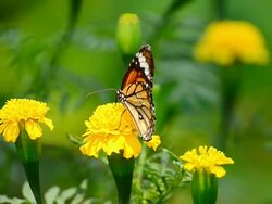 Monarch Butterfly Stock Footage