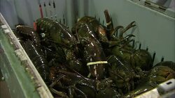 Fishermen remove crayfish from a bin. Stock Footage