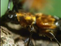 Beetle with poodle antennae ?, CU antennae, pans to body, Panama Stock Footage