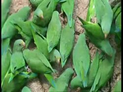 MS small green parrots on clay bank, tilt down, Amazon, South America Stock Footage