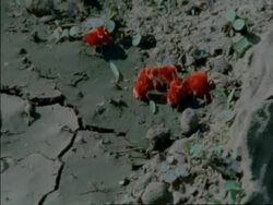 CU Spider mites crawling around dry ground, Botswana, Africa Stock Footage
