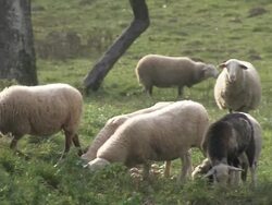 SHEEPs HERDING Stock Footage