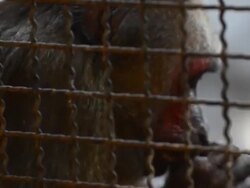 Monkey Stock Footage