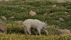 MS  shot of mountain goat kids playing in a meadow of wildflowers Stock Footage