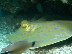 MS Shot of Blue spotted ribbon tail lying or hiding on sea floor under ledge observing and pushing water over gills / Matola, Maputo, Mozambique Stock Footage