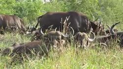 Buffalo Herd in Kruger Wildlife Reserve Stock Footage