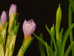 Crocus flower blooming Stock Footage