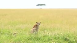 Mother Cheetah and its baby Stock Footage