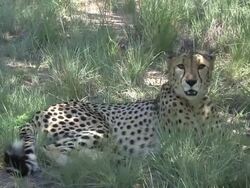 Cheetah resting in the shade Stock Footage