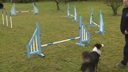 Dogs Run Obstacle Course at Battersea Dogs Home News Clip