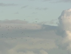 Birds in flight, , North East Extremadura in Dehesa, Extremadura, Spain Stock Footage