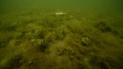 Dead fish Stock Footage