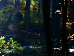 HD Autumn Forest and Creek Stock Footage