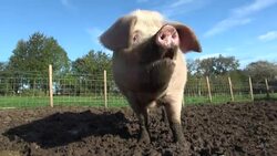 Scientists warn world on edge of post-antibiotic era as new superbugs develop that are resistent to antibiotics News Clip