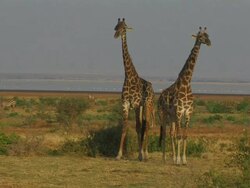 Giraffes (Giraffa camelopardalis) near lake, Lake Manyara, Tanzania Stock Footage