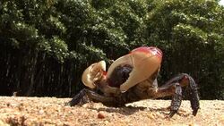 mangrove crab on beach5 Stock Footage