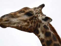Giraffe chewing. Stock Footage