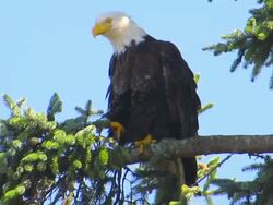 Bald eagle perched in tree scratching its head with craw Stock Footage