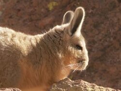 CU Shot of Viscacha, Lagidium viscacia in high Andes mountains / San Pedro de Atacama, Norte Grande, Chile Stock Footage