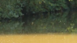 Summer Flies Stock Footage