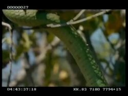 MCU Boomslang snake climbing tree Stock Footage