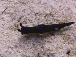 Black Nudibranch Stock Footage