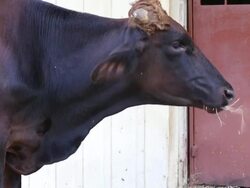 Cows eat grass Stock Footage
