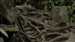 Hikers walk cautiously over twisted roots. Stock Footage