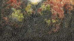 Rotten  peach 4K Stock Footage