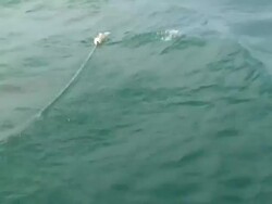 Great White Shark (Carcharodon carcharias) Stock Footage