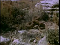 Track over scrubland to coiled prairie Rattlesnake, which strikes at camera, United States of America Stock Footage