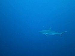MS TS Shot of grey reef shark swimming against blue water / Sipadan, Semporna, Tawau, Malaysia Stock Footage