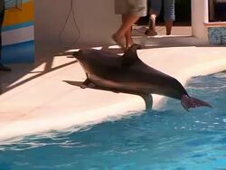 Dolphin Stock Footage