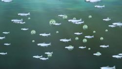 Rising ocean temperatures could reduce fish size by up to a quarter Instructional Video