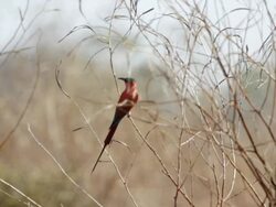 MS Carmine bee eater bird flying / Lukuzi, Eastern, Zambia Stock Footage