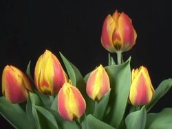 Blooming tulips Stock Footage