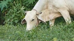 Farm cow grazing in a green field. Stock Footage