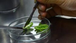 blade cut orchid seed in biotechnology for plant tissue culture Stock Footage