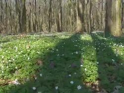 HD Motion Time-Lapse: Forest In Shadows Stock Footage