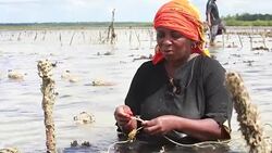 CLEAN : Seaweed farmers in hot water as Zanzibar struggles News Clip