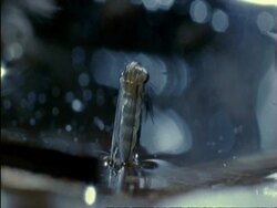 CU Mosquito (Aedes aegypti) emerging from pupa, UK.  Aedes aegypti spreads yellow fever, dengue fever, Chikungunya and other diseases. Stock Footage