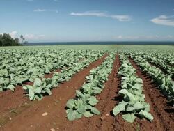 WS PAN Field of cabbages near by Atlantic Ocean / Wolfville, Nova Scotia, Canada Stock Footage